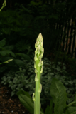 Asparagus officinalis RCP5-10 056.jpg